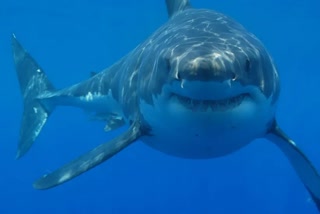 two-women-killed-in-shark-attacks-in-egypt-red-sea