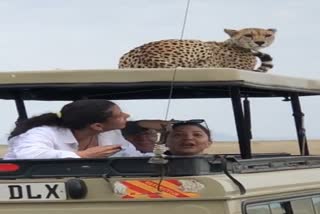 Cheetah Viral Video