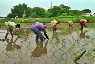 Male laborers