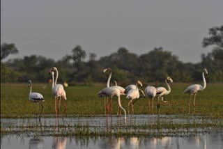 keoladeo National Park