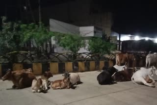 In Ambikapur the accident of giving stray animals on the road