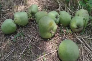 premature-apple-drop-creates-panic-among-fruit-growers-in-kulgam