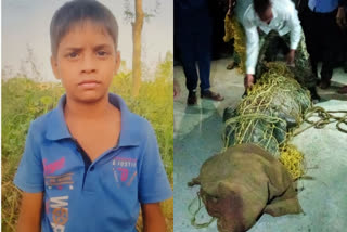 boy dragged into the Devha river  crocodile dragged boy into river  khatima crocodile eaten boy  കുട്ടിയെ മുതല കൊണ്ടുപോയി  മുതല കുട്ടിയെ നദിയിലേക്ക് വലിച്ചുകൊണ്ടുപോയി  ഖത്തിമ വനംവകുപ്പ്