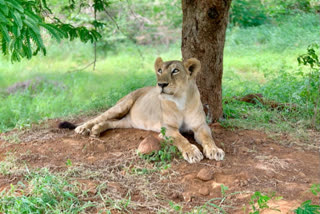 வண்டலூர் அறிஞர் அண்ணா உயிரியல் பூங்காவில் சிங்கம் உயிரிழப்பு