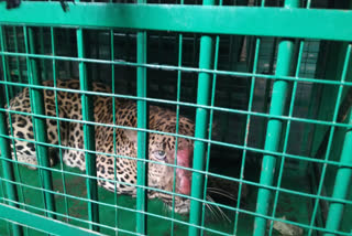 Panther trapped in cage