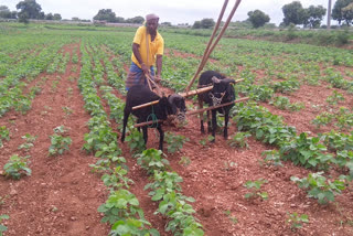 A Farmer ploughing land by his domestic sheep