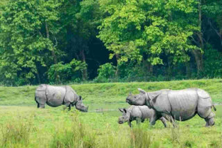 One-horned rhinos population spikes