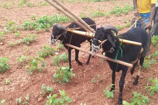 A Farmer ploughing land by his domestic sheep