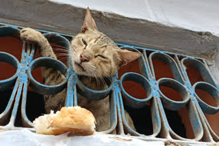 Cat neck stuck in iron grille