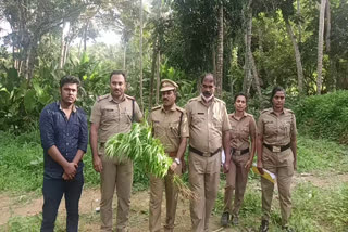 Cannabis plants were found on the roadside in Venganur  വെങ്ങാനൂരിൽ റോഡരികിൽ കഞ്ചാവ് ചെടികൾ കണ്ടെത്തി  റോഡരികിൽ കഞ്ചാവ് ചെടികൾ കണ്ടെത്തി  വെങ്ങാനൂർ നീലകേശി റോഡിന് സമീപം കഞ്ചാവ് ചെടികൾ കണ്ടെത്തി  വിഴിഞ്ഞത്ത് കഞ്ചാവ് ചെടികൾ കണ്ടെത്തി