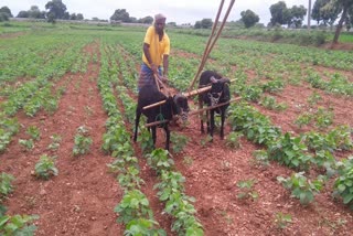 Farmer ploughing land by his domestic sheep