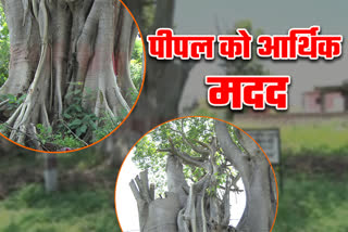 peepal tree