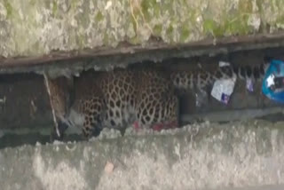leopard entered gallery of house