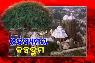 ଅକ୍ଷୟ କଳ୍ପବଟ: ମୂଳଠୁ ପତ୍ର ପର୍ଯ୍ୟନ୍ତ ଦେବତା ବିରାଜିତ