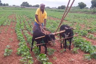 Farmer ploughing land by his domestic sheep