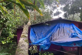 house partially collapsed due to heavy rain in Idukki  house partially collapsed in idukki  Heavy Rain in Idukki  ഇടുക്കിയിൽ ശക്തമായ മഴയും കാറ്റും  ഇടുക്കിയിൽ മഴയും കാറ്റും  ഇടുക്കിയിൽ മഴയത്തും കാറ്റത്തും മരം വീണ് വീട് തകർന്നു  ഇടുക്കിയിൽ മരം കടപുഴകി വീണ് വീട് ഭാഗികമായി തകർന്നു  രാജകുമാരിയിൽ മഴയത്ത് മരം കടപുഴകി വീണ് വീട് തകർന്നു  ഇടുക്കിയിൽ മഴ നാശനഷ്‌ടം  രാജകുമാരി കനത്ത മഴ