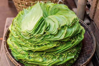 Betel leaves