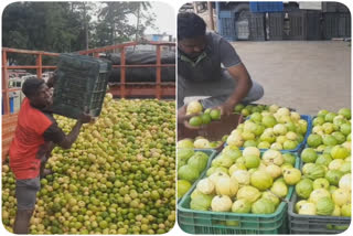 பழனியில் கொய்யாப்பழம் விலை கடும் வீழ்ச்சி - கிலோ 20 ரூபாய் வரை விலை போவதால் விவசாயிகள் கவலை..!