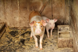 Pig dies due to African swine fever in Pauri