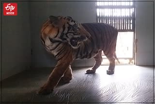 Tiger in Nahargarh Biological Park