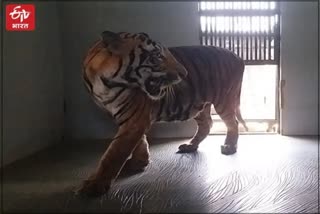 Tiger Safari in Nahargarh, Nahargarh Biological Park in Jaipur