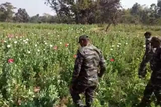 Opium smuggler Lemsa Munda arrested