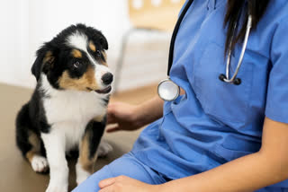 human disease in pets, dog health care, pet care tips