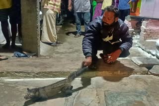 civet-rescued-in-a-home-at-chamarajanagar