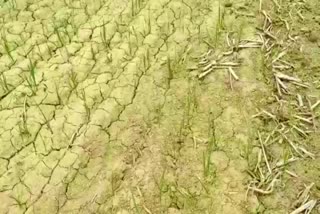 Drought In Buxar