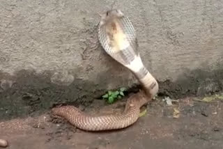 cobra-rescued-from-wall-in-tumakuru