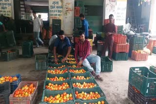 Farmers are getting upset due to non-availability of proper price of tomatoes in Vikasnagar.