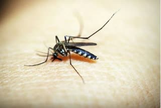 ICMR- VCRC develops bacteria-infected mosquitoes to control dengue strains