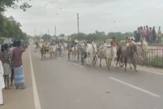 காரைக்குடி அருகே கோவில் திருவிழாவை முன்னிட்டு மாட்டு வண்டி பந்தயம்:46 ஜோடி மாடுகள் பங்கேற்பு..!