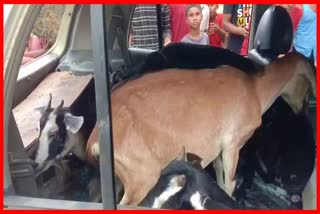 Goat thief arrested by Gauripur police in Dhubri