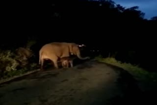 elephant delivers her baby