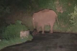 wild elephant giving birth to a calf on the middle of the road
