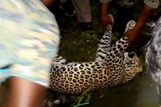 Leopard Death in a Car Accident