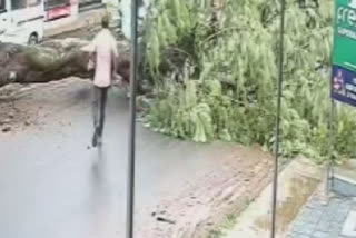 Wayanad: Close shave for pedestrian as tree comes crashing down on road