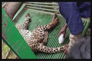 Leopard Accident in Dang : દિપડાને અડફેટે લેનાર વાહન ચાલકને શોધવા માટે વનવિભાગ રાતા પાણીએ