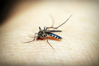 ICMR-VCRC develops special mosquitoes to control Dengue, Chikungunya