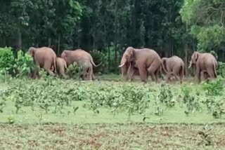 ମୟୂରଭଞ୍ଜରେ ଝାଡଖଣ୍ଡୀ ହାତୀପଲଙ୍କ ଉପଦ୍ରବ, ଭୟଭୀତ ସ୍ଥାନୀୟବାସୀ