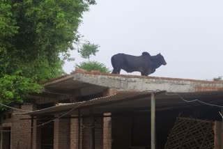 Bull climbed on the roof in Sheopur