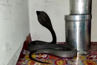 snakebite cases increased in Korba