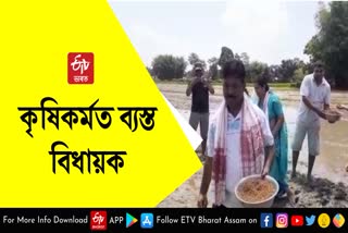 mla-chakradhar-gogoi-busy-in-paddy-field-for-the-help-of-farmers