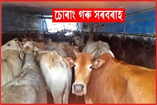 vehicle-including-12-smuggled-cattle-seized-in-police-operation-in-tripura