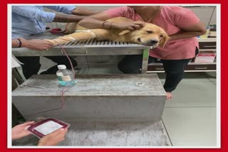 Blood donation by dog in Vadodara : વડોદરામાં શ્વાન દ્વારા રક્તદાન!