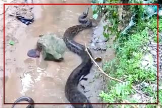 Python rescue in Kaliabor