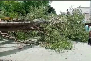 tree fallen over school in Chandigarh