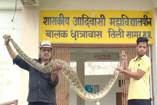 Sagar Python Snake