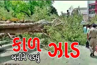 રીસેસ દરમિયાન ઝાડ નીચે રમી રહેલા વિદ્યાર્થીઓ પર વૃક્ષ પડ્યું, એકનું મોત